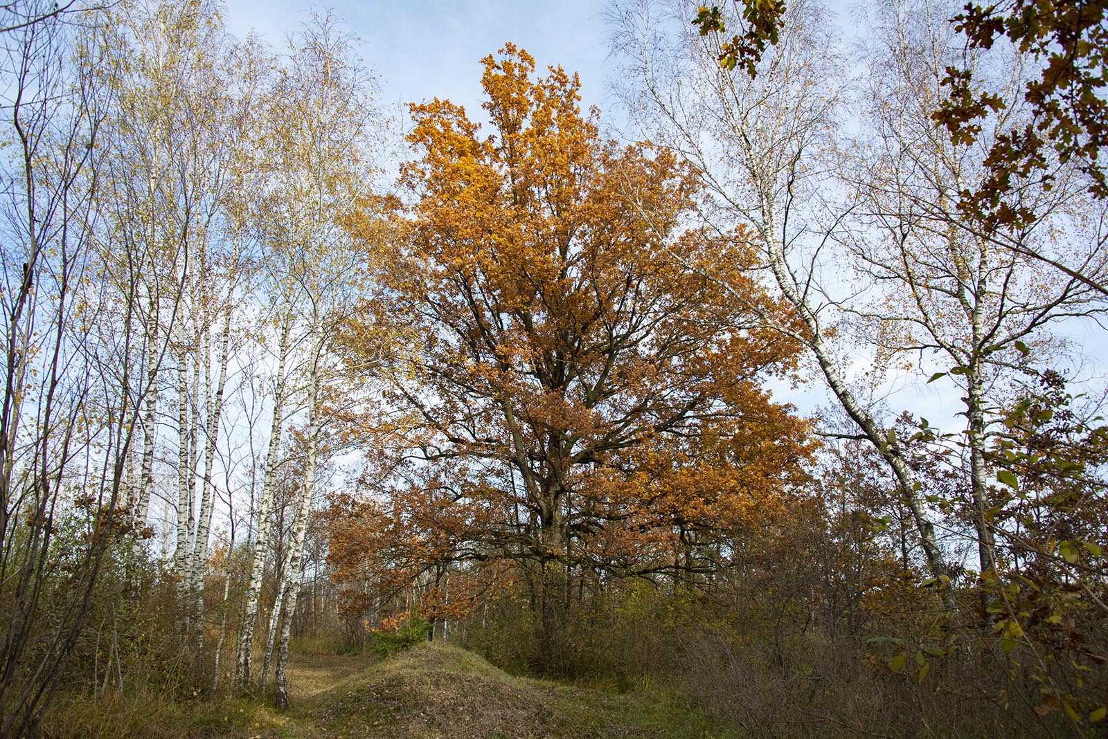 Quercus robur